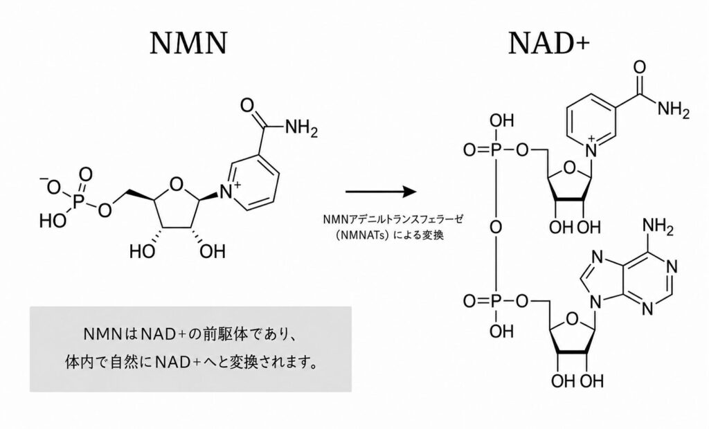 NAD+とは 構造図
